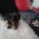 Dachshund (Smooth Haired)