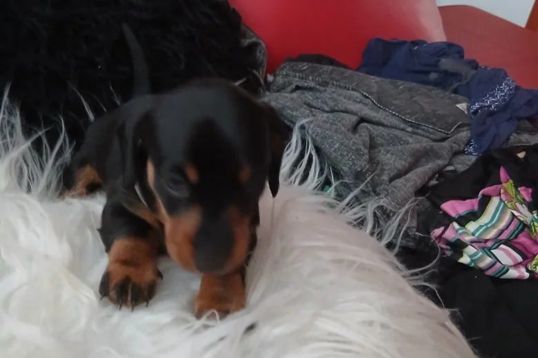 Dachshund (Smooth Haired)