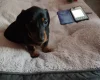 Dachshund (Smooth Haired)
