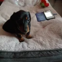 Dachshund (Smooth Haired)