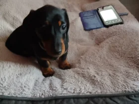 Dachshund (Smooth Haired)