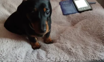 Dachshund (Smooth Haired)