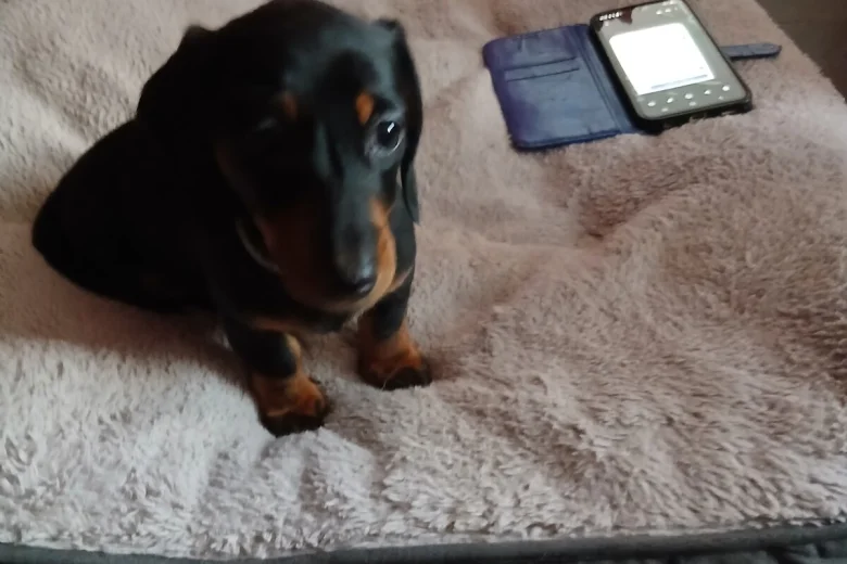 Dachshund (Smooth Haired)
