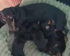 Dachshund (Smooth Haired)