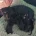 Dachshund (Smooth Haired)