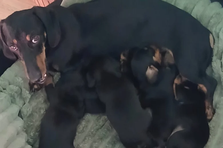 Dachshund (Smooth Haired)