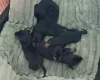 Dachshund (Smooth Haired)