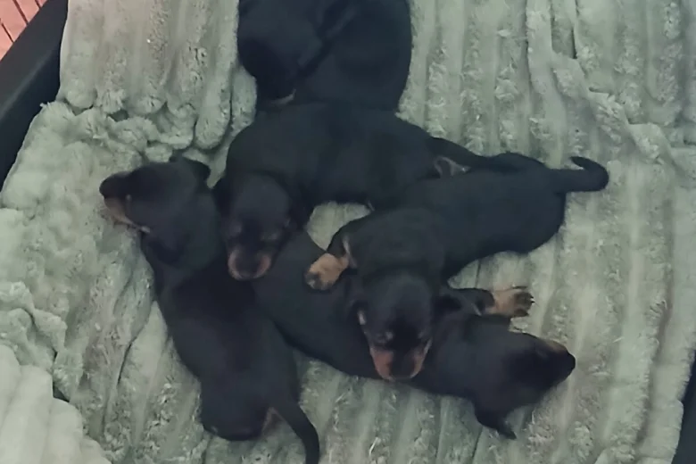 Dachshund (Smooth Haired)