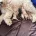 Tibetan Terrier