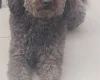 Tibetan Terrier
