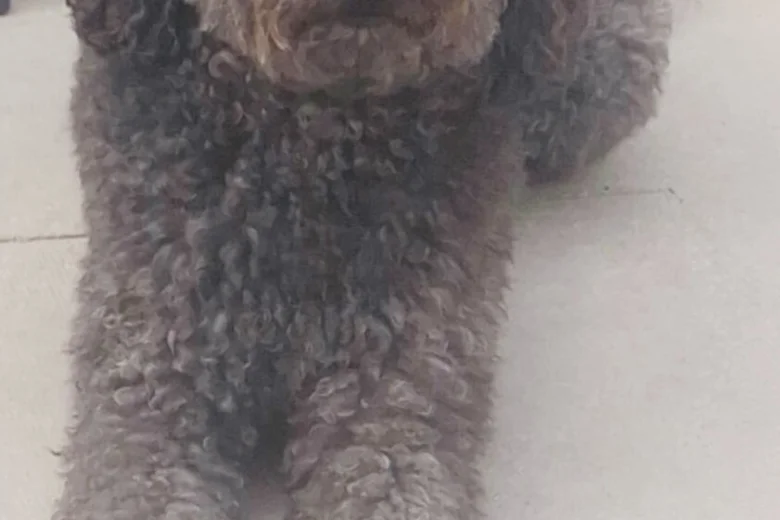 Tibetan Terrier