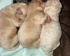 Tibetan Terrier