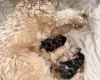 Tibetan Terrier