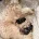 Tibetan Terrier