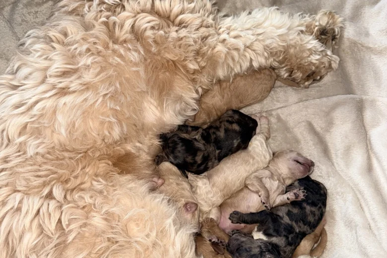 Tibetan Terrier