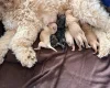 Tibetan Terrier