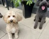 Tibetan Terrier