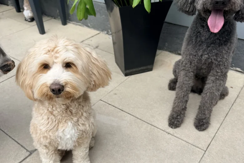 Tibetan Terrier