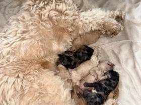 Tibetan Terrier