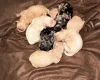 Tibetan Terrier