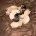 Tibetan Terrier