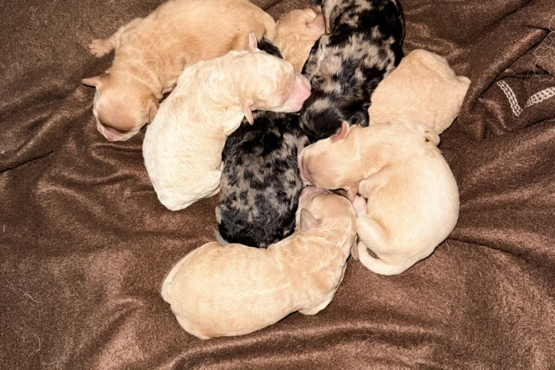 Tibetan Terrier