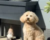 Tibetan Terrier