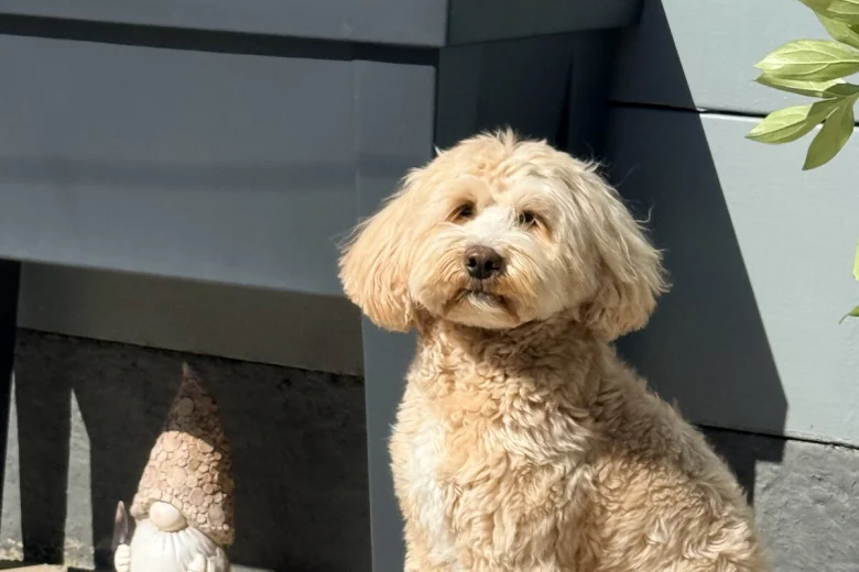 Tibetan Terrier