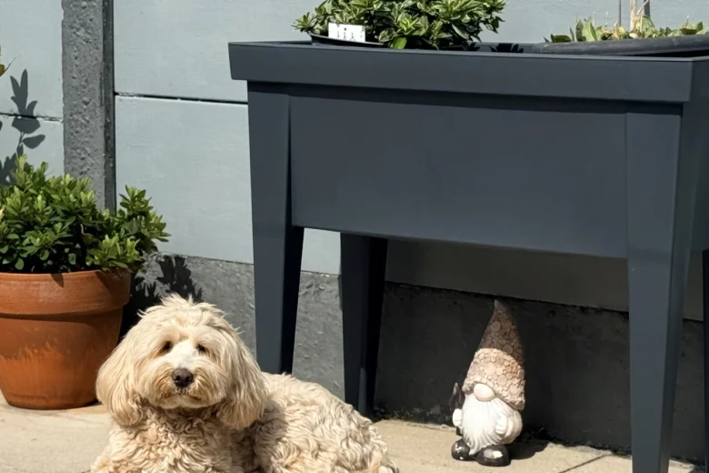 Tibetan Terrier