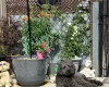Tibetan Terrier