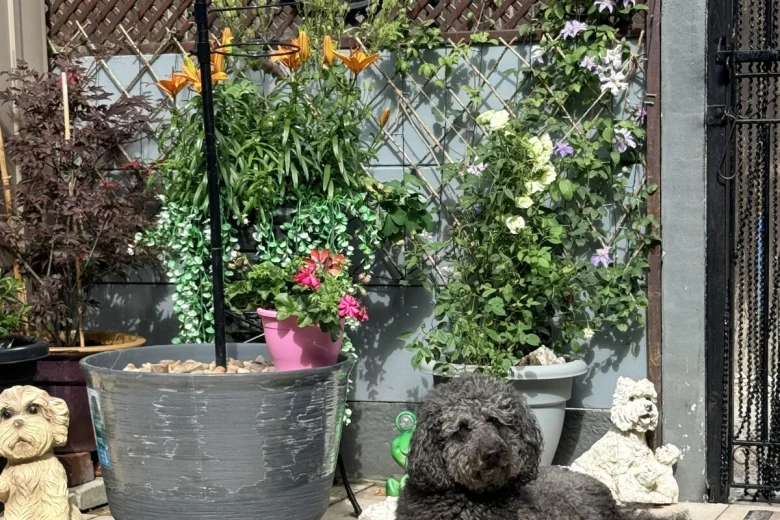 Tibetan Terrier