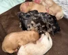 Tibetan Terrier