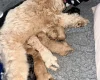 Tibetan Terrier