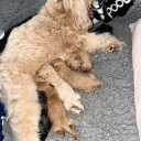 Tibetan Terrier