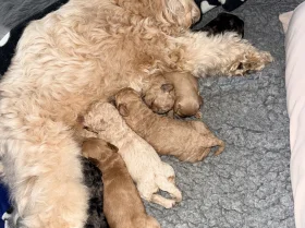 Tibetan Terrier