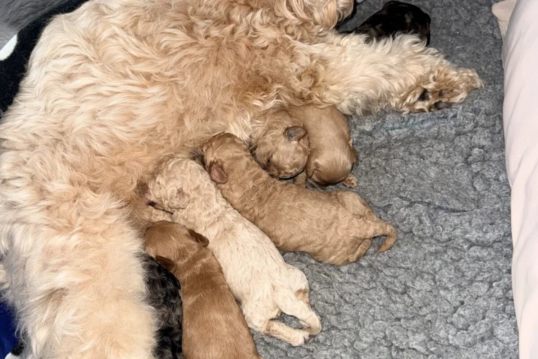 Tibetan Terrier