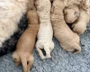 Tibetan Terrier