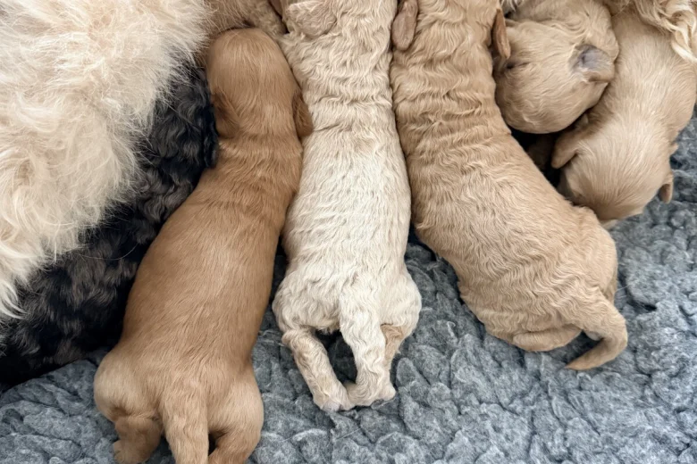 Tibetan Terrier