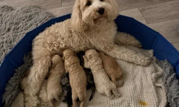Tibetan Terrier