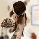Toy Poodle
