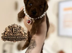 Toy Poodle