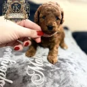 Toy Poodle