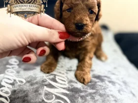 Toy Poodle