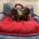 Toy Poodle