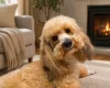 Toy Poodle