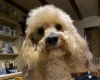 Toy Poodle