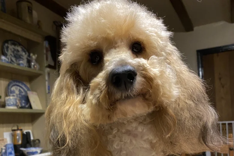 Toy Poodle