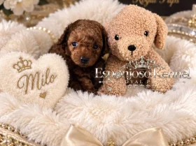 Toy Poodle