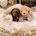 Toy Poodle