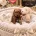 Toy Poodle